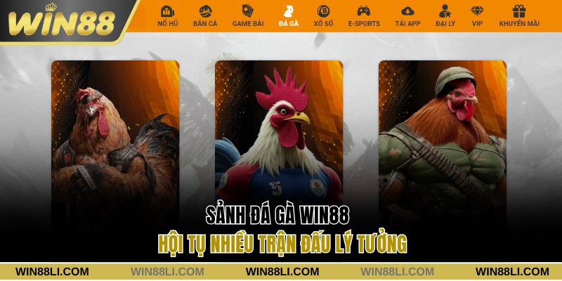 Sảnh đá gà hội tụ nhiều trận đấu lý tưởng