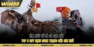 Đá gà cựa sắt