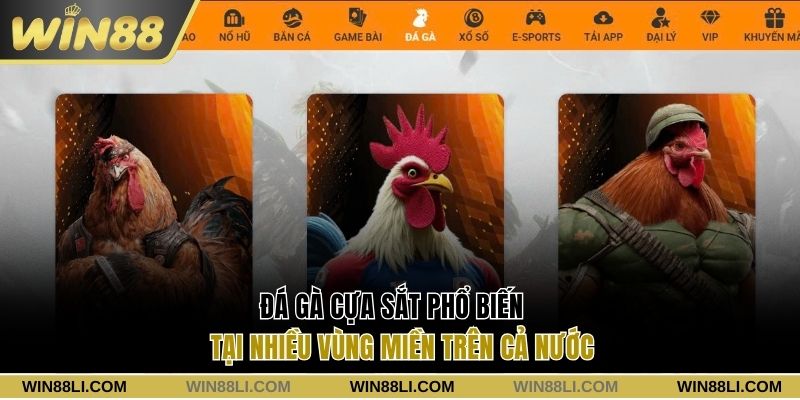 Đá gà cựa sắt phổ biến tại nhiều vùng