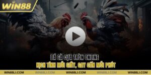 Đá gà cựa tròn