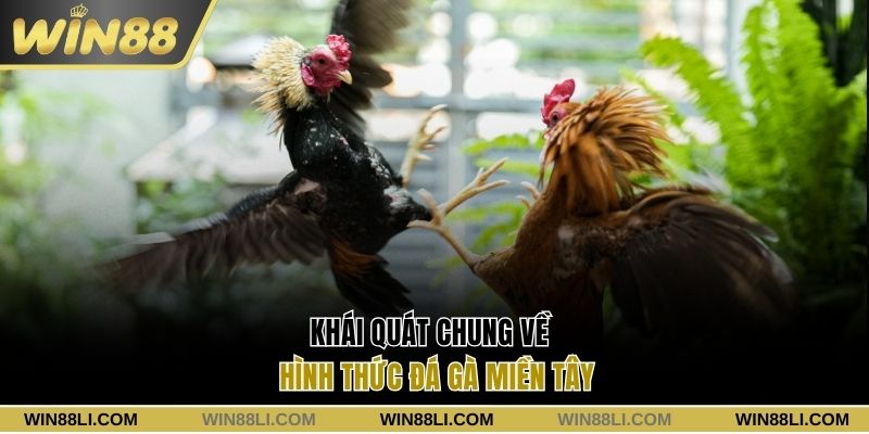 Khái quát chung về hình thức đá gà miền Tây