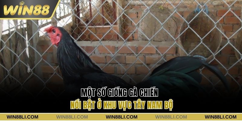 Một số giống gà chiến nổi bật ở khu vực Tây Nam Bộ