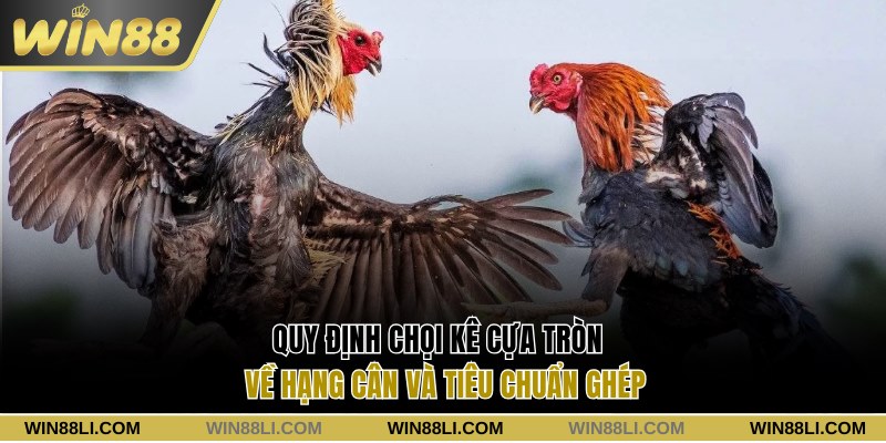 Quy định chọi kê về hạng cân và tiêu chuẩn ghép