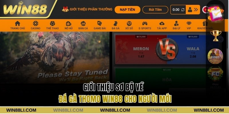 Thông tin chung về bộ môn đá gà Thomo Win88